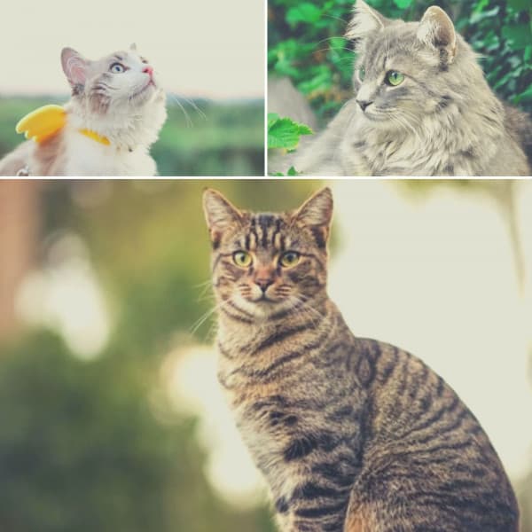 High-class Music for Nocturnal Cats - Harmonica Solo - Calm Music for Cats