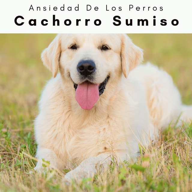 1 Cachorro Sumiso - Ansiedad De Los Perros