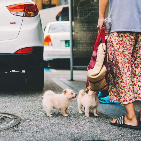 Echoes of Dreamy Doggy - Puppy Sleeping Sounds