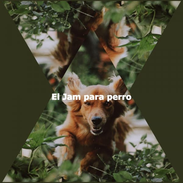 El Jam para perro - Bossa Cafe Deluxe