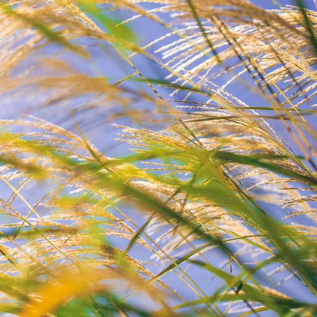 50 White Noise Sounds: Calm Nights - Focus Noise