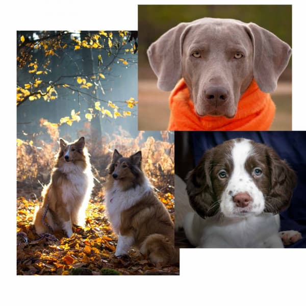 Dream Like Background for The Calm Pup - Dog Music Radio