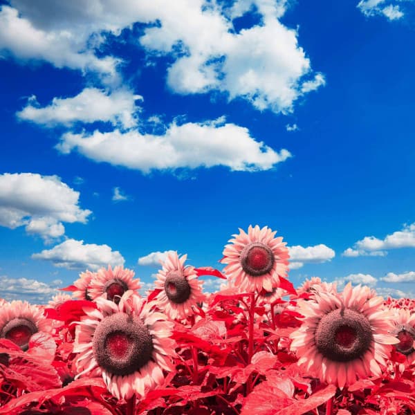 Music for Literary Daydreams - Speakeasy Jazz Playlist