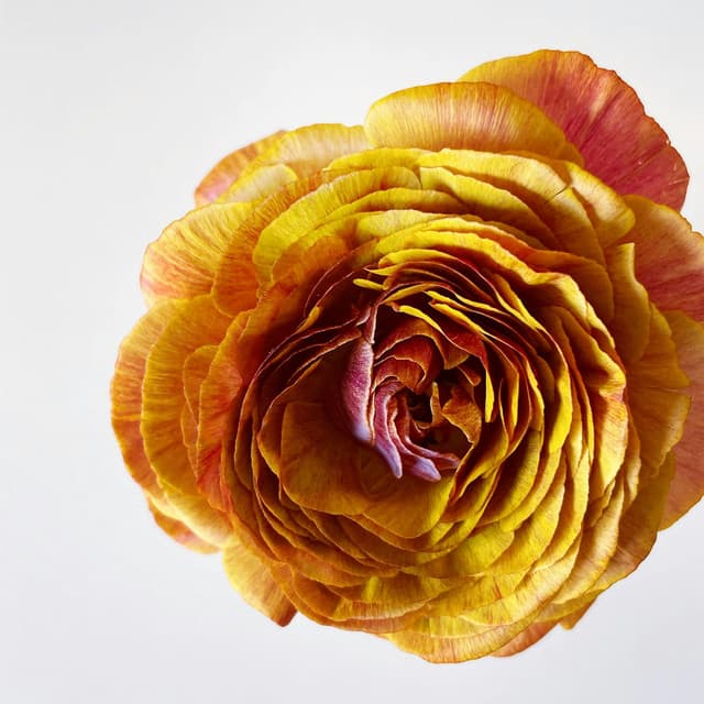 1 Clear Mind: Beneath Fresh Stars - Yoga Music