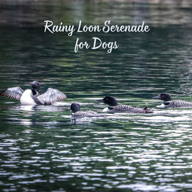 Rainy Loon Serenade for Dogs - The Sound Of The Rain