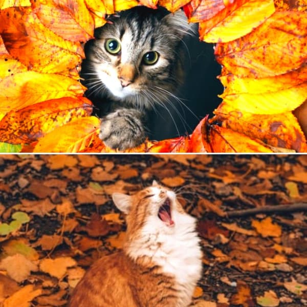 Echoes of Morning Cat Food - Music for Resting Cats