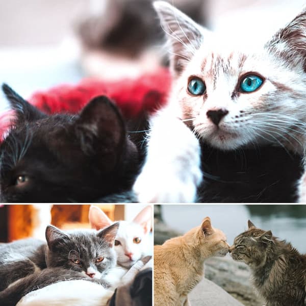 Jazz Violin - Background for Loving Cats - Cat Relax