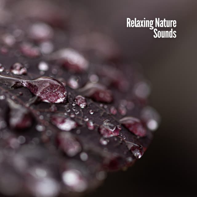 Relaxing Nature Sounds - Rain Sounds & White Noise
