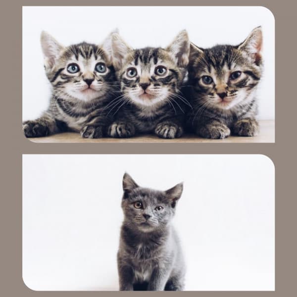 Echoes of Scratching Kittens - Calming Music for Cats