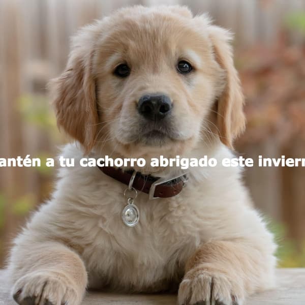 Mantén a tu cachorro abrigado este invierno - Relaxing Jazz Music