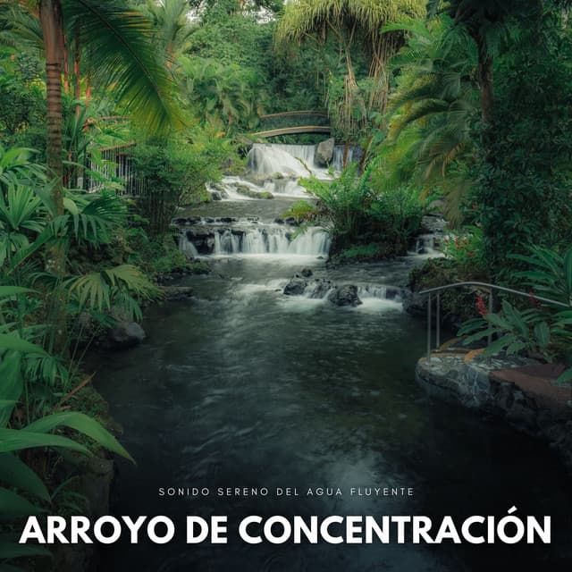 Arroyo De Concentración: Sonido Sereno Del Agua Fluyente - Banco de sonidos de agua