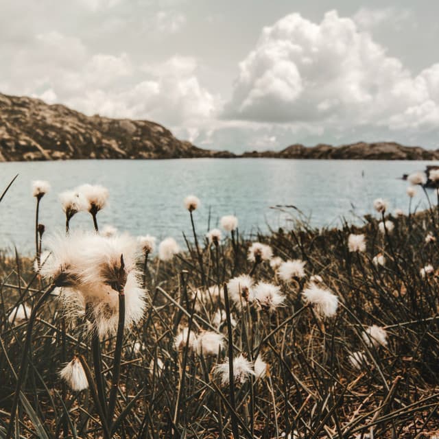 1 Ambient: Life's Wonder - Baltic Nature Sounds