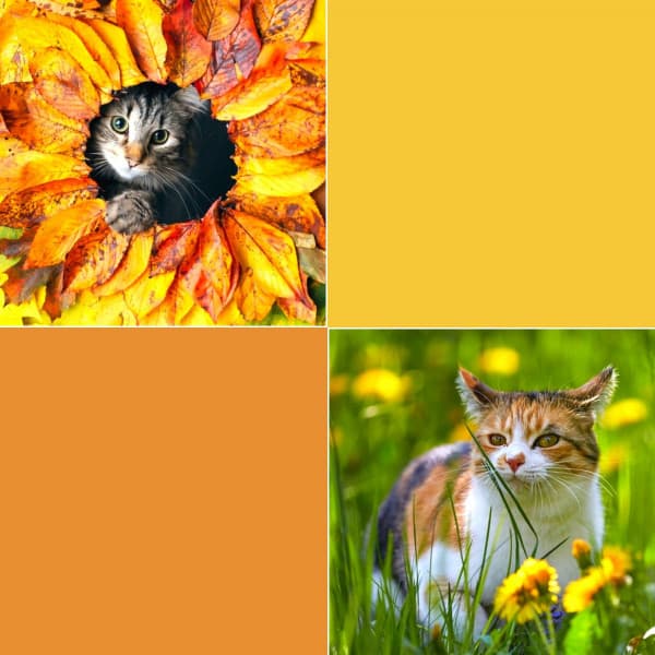 Bgm for Happy Cat - For Cats Only