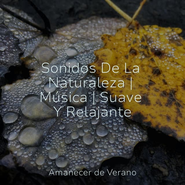 Sonidos De La Naturaleza | Música | Suave Y Relajante - Sonidos de la Naturaleza Relax