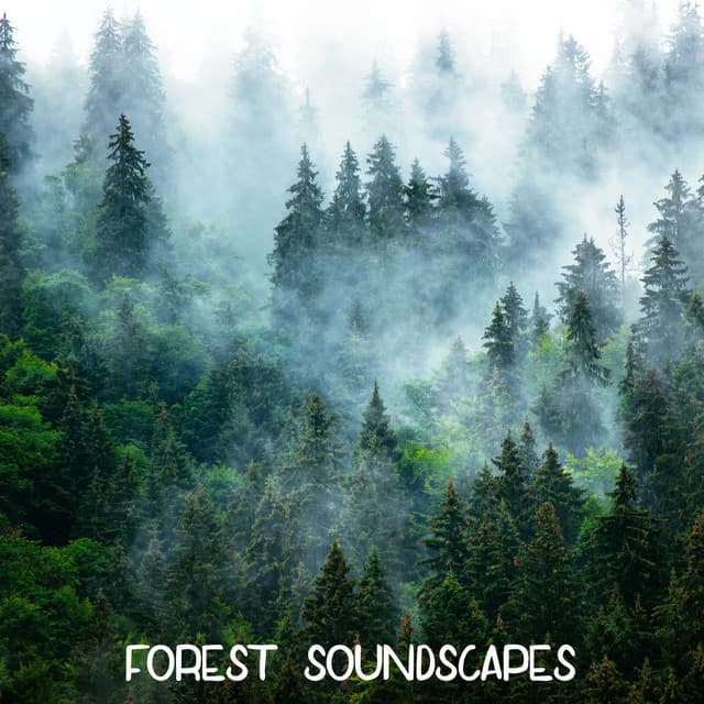 ! ! ! ! ! ! ! ! " Forest Soundscapes " ! ! ! ! ! ! ! ! - Forest Sounds