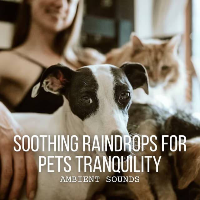 Ambient Sounds: Soothing Raindrops for Pets Tranquility - Rain Noise Sleep