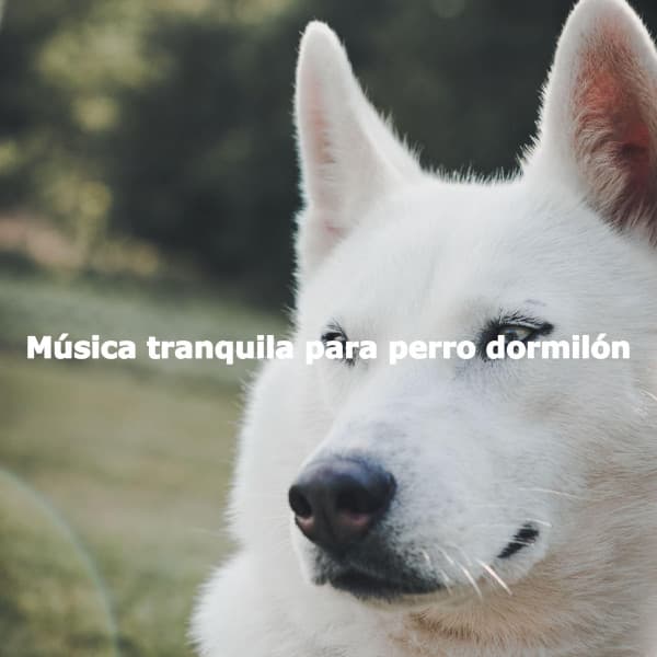 Música tranquila para perro dormilón - Musica para Perros