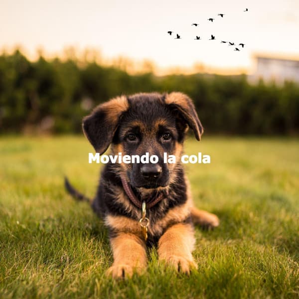 Moviendo la cola - Happy Instrumental Jazz