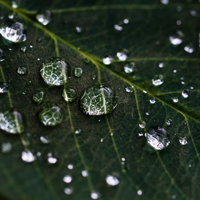 The Angel of the World | Natural Remedies, Pure - Nature Sounds