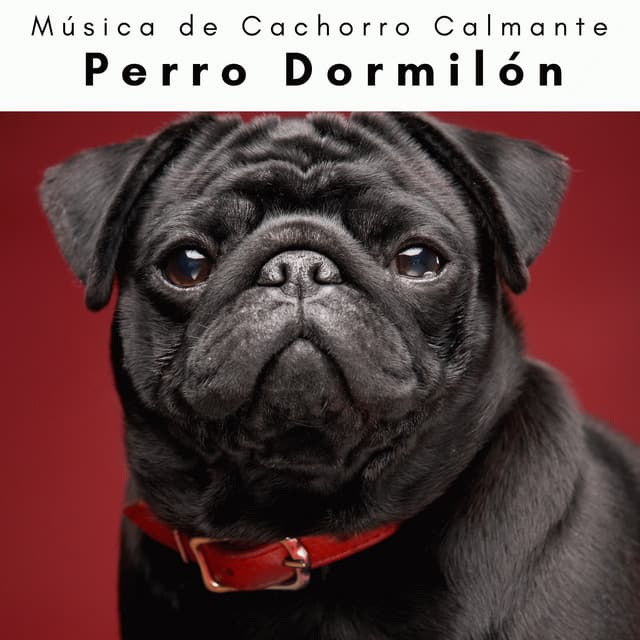 4 Patas: Perro Dormilón - Música de Cachorro Calmante