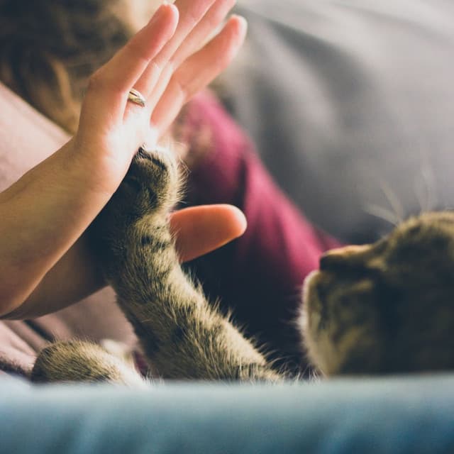 Lofi Cat Zen: Music for Tranquil Moments with Your Cat - Aesthetic Music