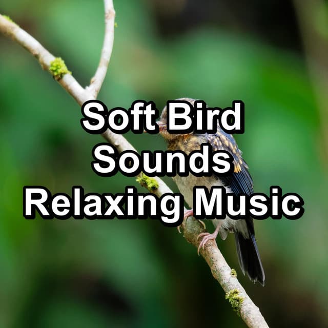 Soft Bird Sounds Relaxing Music - Bird Sounds 2016