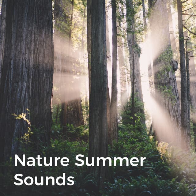 Nature Summer Sounds - Nature Sound Series
