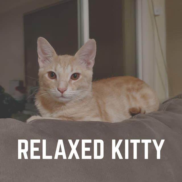 Relaxed Kitty - Music For Cats