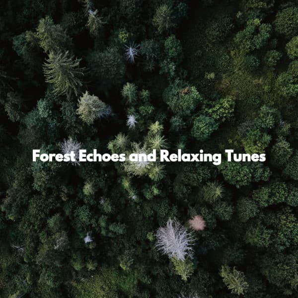 Forest Echoes and Relaxing Tunes - Rilassante Jazz Musica