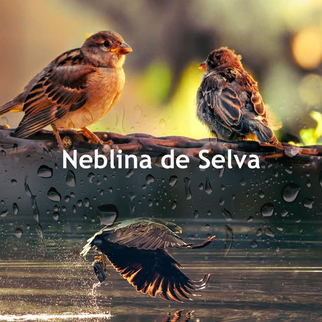 Neblina de Selva - Sonidos De Pajaros