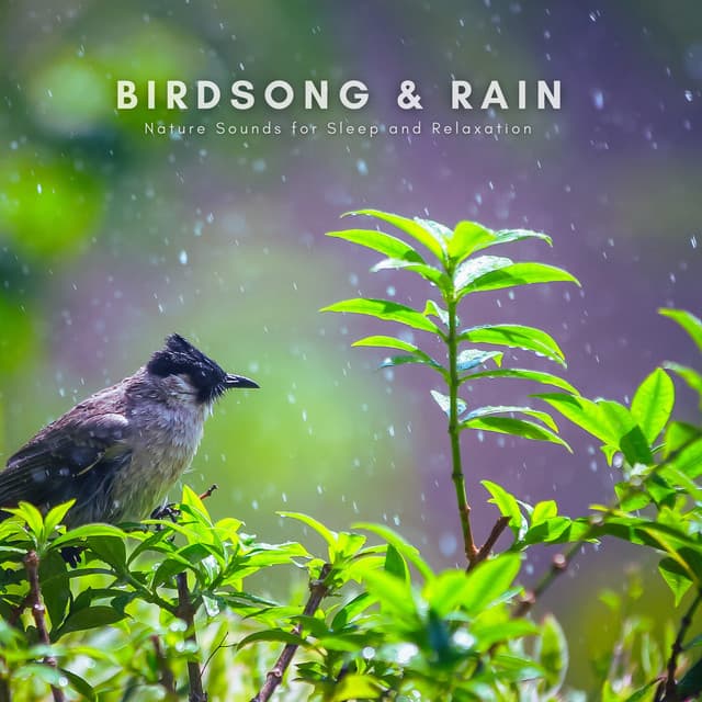Birdsong & Rain: Nature Sounds for Sleep and Relaxation - Natural Sounds Selections