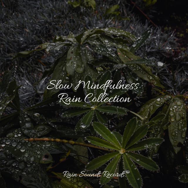Slow Mindfulness Rain Collection - Rain Sounds & White Noise