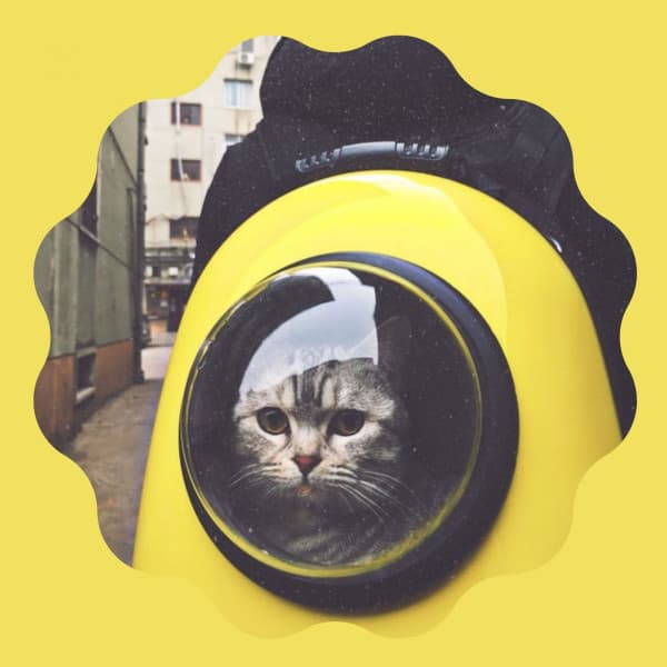 Music for Afternoon Cats - Calm Music for Cats