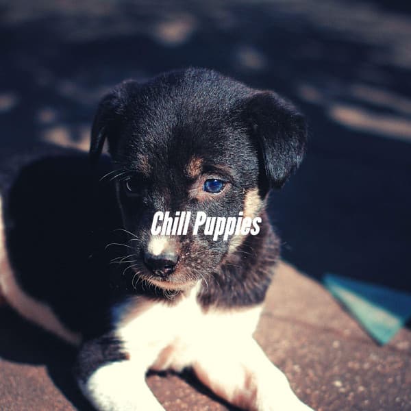 Chill Puppies - Dog Music Waves