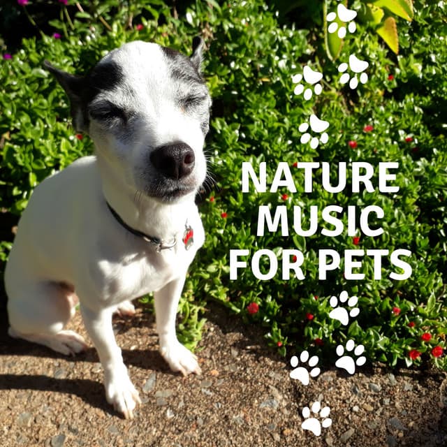 Nature Music for Pets: Birds, Water Sounds, Forest, Wind - Pet Music Academy