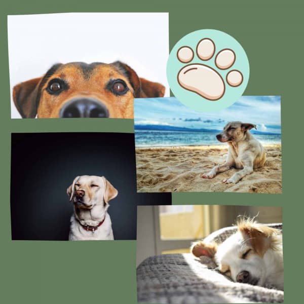 Opulent Smooth Jazz - Bgm for Sweet Pups - Songs for Dogs to Sleep To