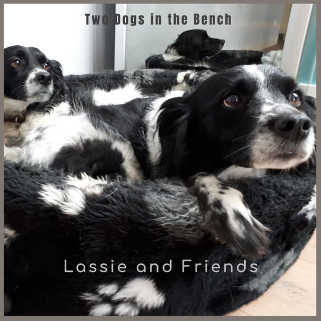 Two Dogs in the Bench - Lassie and friends