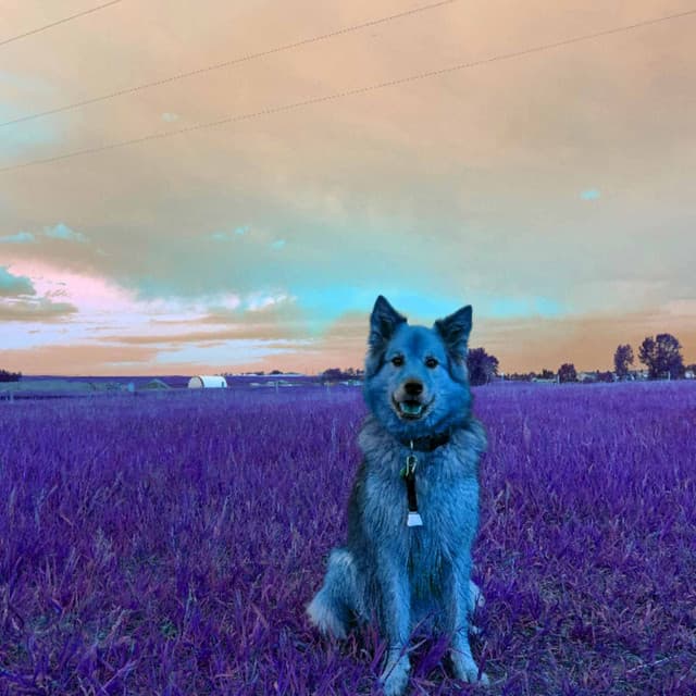 Backdrop for Doggy Evening Energy - Calming for Dogs