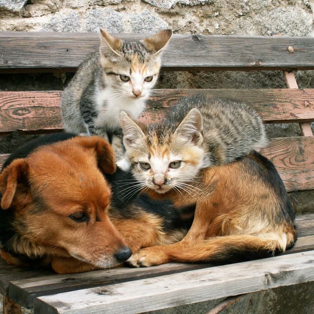 Gentle Ambient Waters for Pet Comfort - In The River (Sound FX)