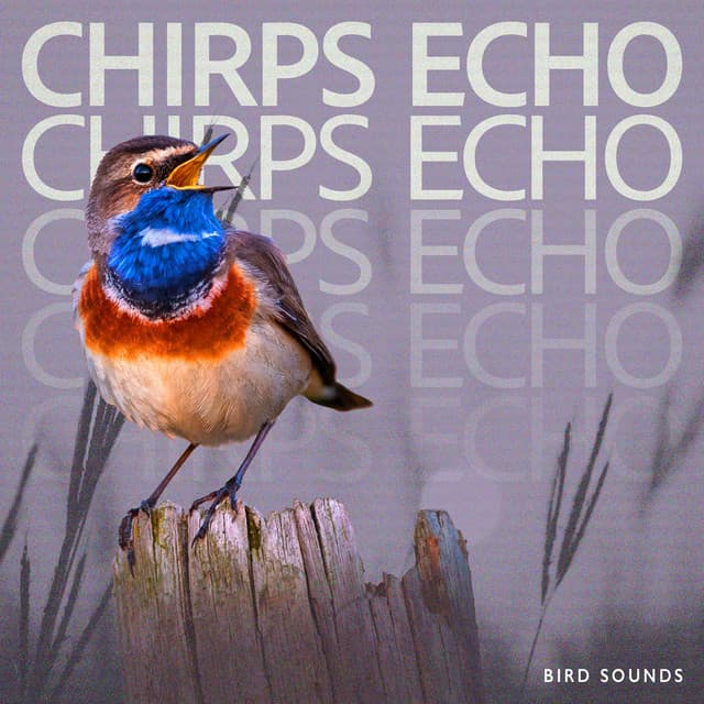 Chirps Echo - Bird Sounds