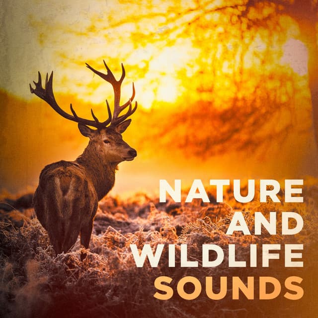 Nature and Wildlife Sounds - Nature Sound Collection
