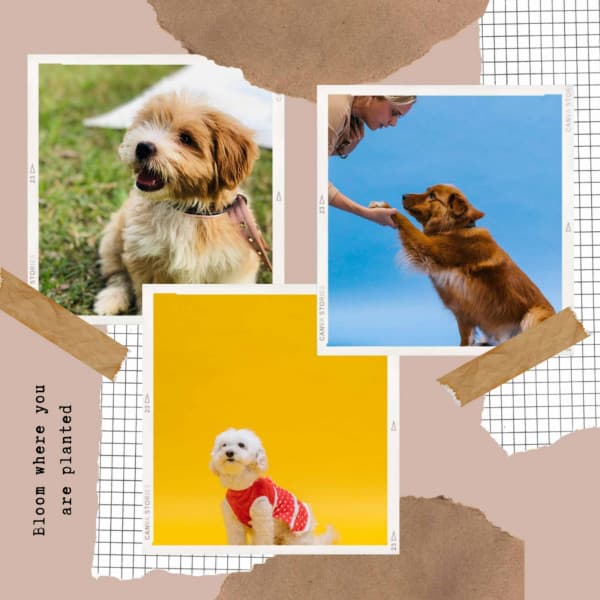 Friendly - Dogs on Couch - Music for Dogs Radio