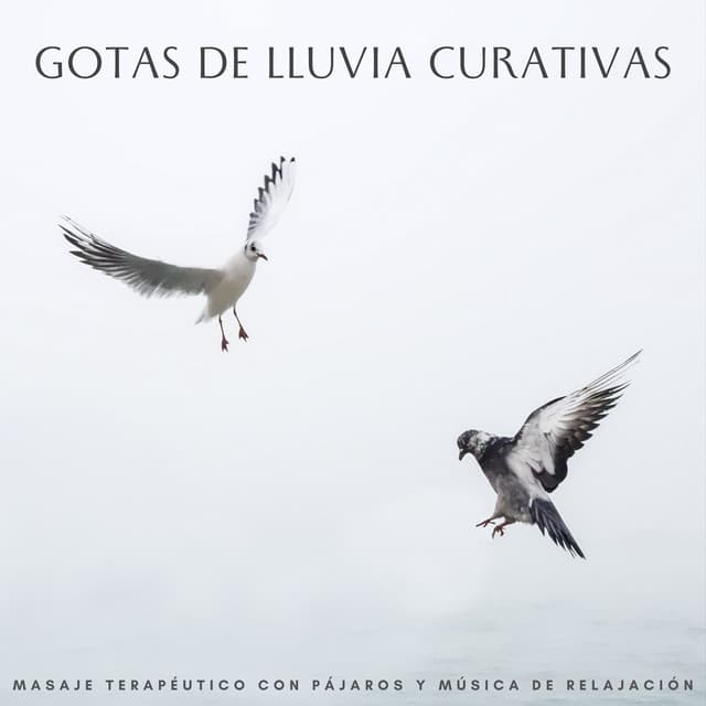 Gotas De Lluvia Curativas: Masaje Terapéutico Con Pájaros Y Música De Relajación - Lluvia Mozart