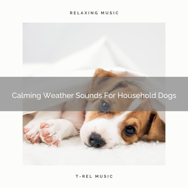 Calming Weather Sounds For Household Dogs - Dog Total Relax