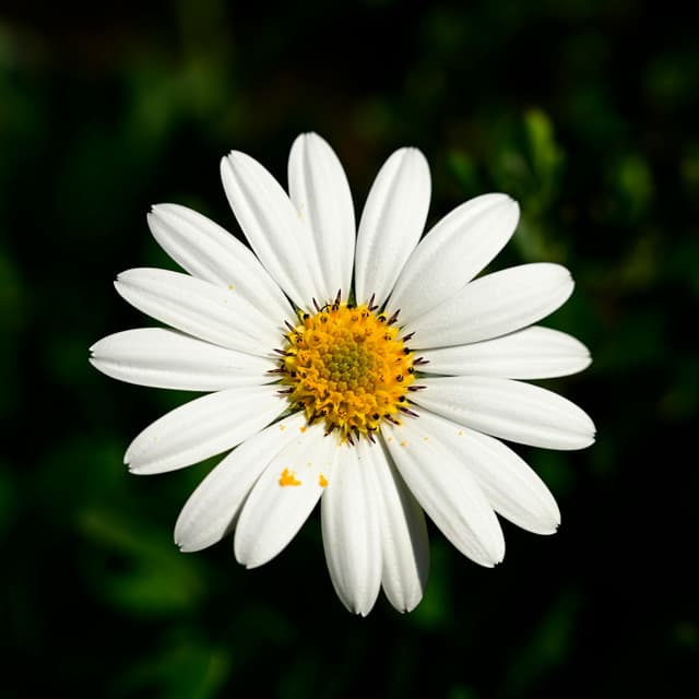 1 Divine: Whispering Wisdom - Spa Music Relaxation