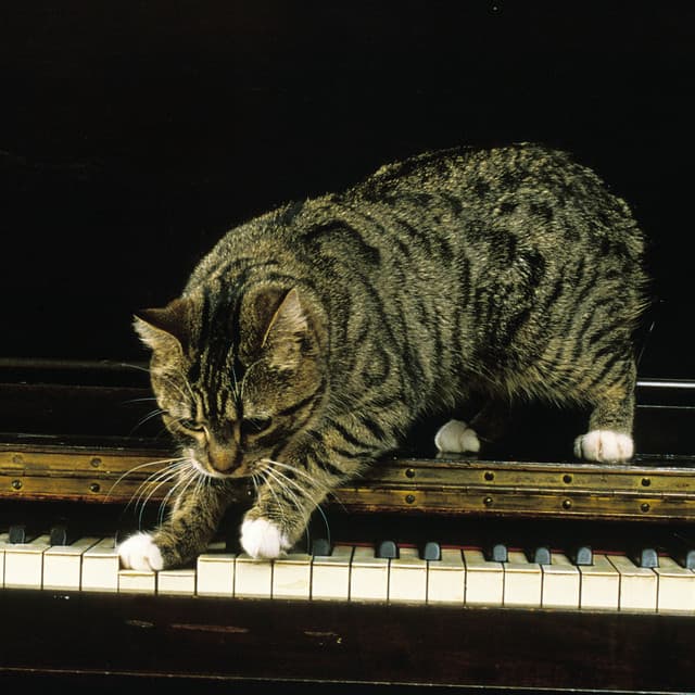 Feline Jazz Harmony: Piano Melodies for Cats - Piano Jazz Calming Music Academy