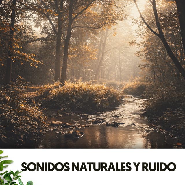 Sonidos Naturales y Ruido: Cuna de gotas - Música Relajante Para Leer