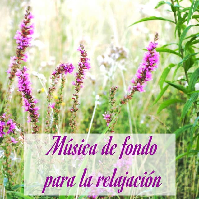 Música de fondo para la relajación – Instrumental music con sonidos de la naturaleza para la concentración - Música relajante con sonidos de la naturaleza