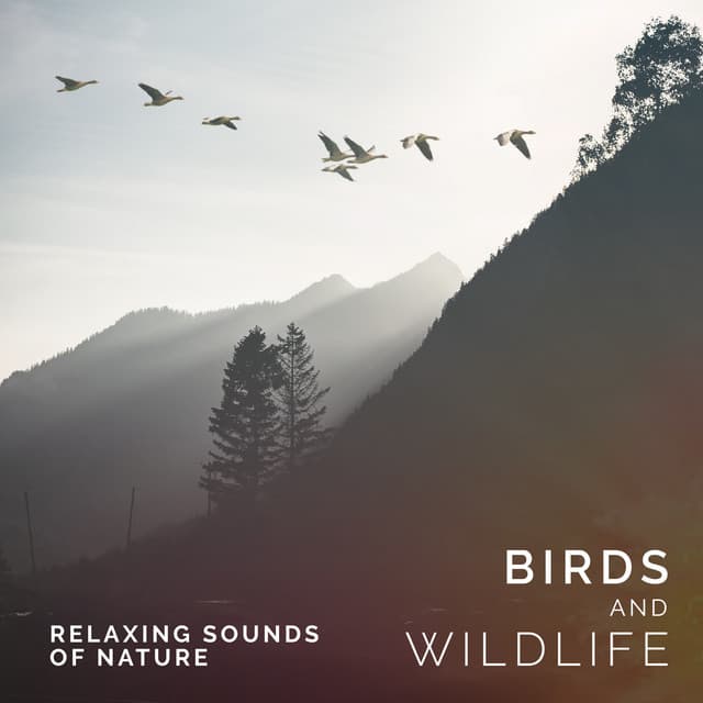 Birds and Wildlife - Relaxing Sounds Of Nature