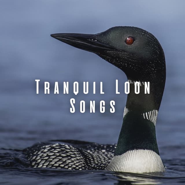 Tranquil Loon Songs - Forest Sounds